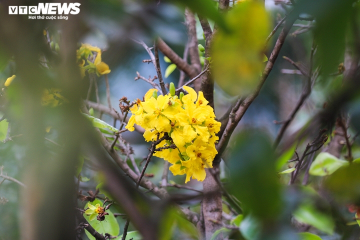 Ảnh: Mai nở vàng rực, người trồng dưới chân núi Hoành Sơn buồn thiu - 11