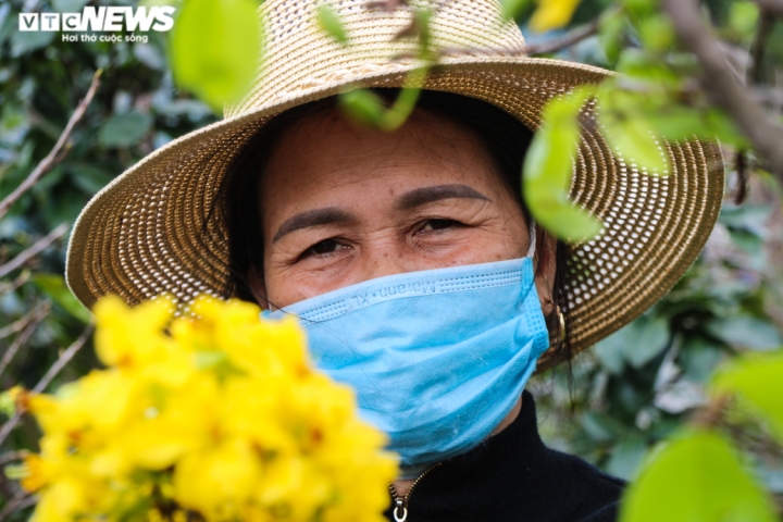 Ảnh: Mai nở vàng rực, người trồng dưới chân núi Hoành Sơn buồn thiu - 2