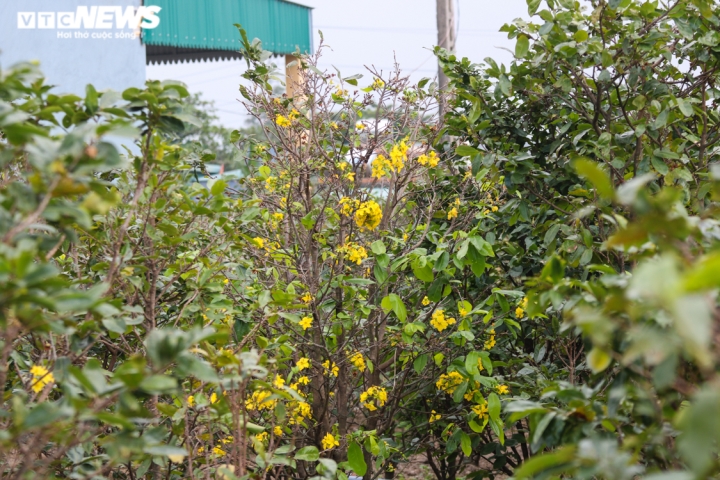 Ảnh: Mai nở vàng rực, người trồng dưới chân núi Hoành Sơn buồn thiu - 9
