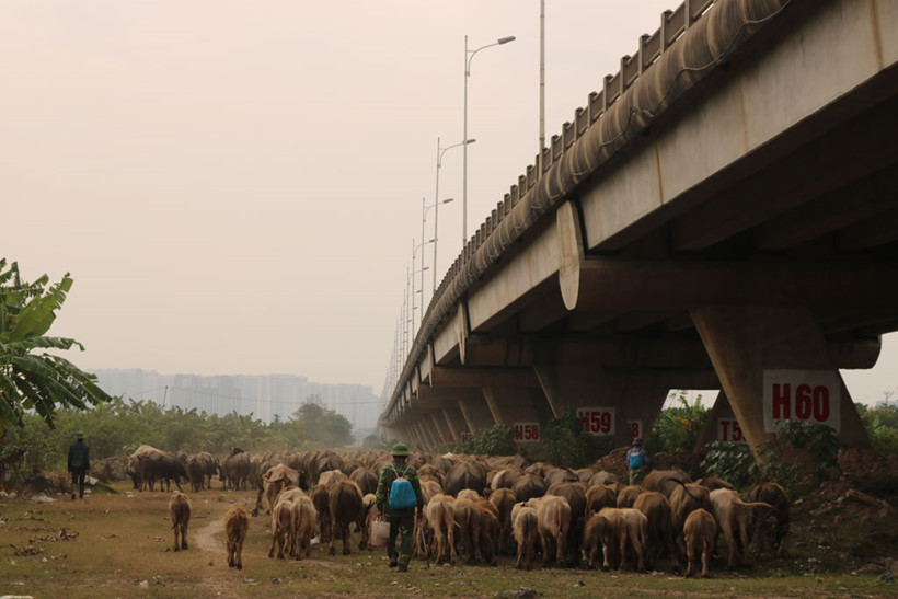 vo chong chan dan trau nung nuc hon 200 con giua ha noi thu tien ti