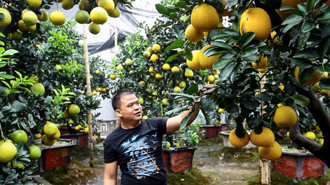 ngam cay buoi 300 qua gia tram trieu cho khach choi tet