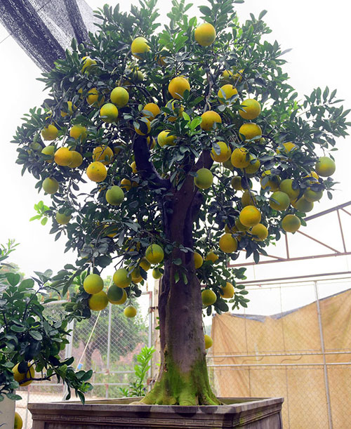 ngam cay buoi 300 qua gia tram trieu cho khach choi tet