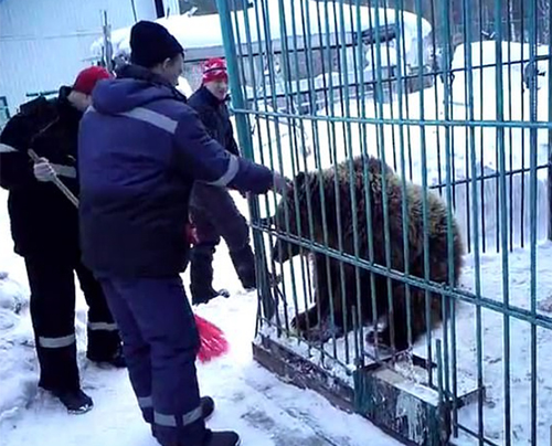 nguoi phu nu nga bi gau can lia tay tai tiec giang sinh