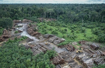 Rừng Amazon ở Brazil bị chặt phá nhiều nhất trong 12 năm