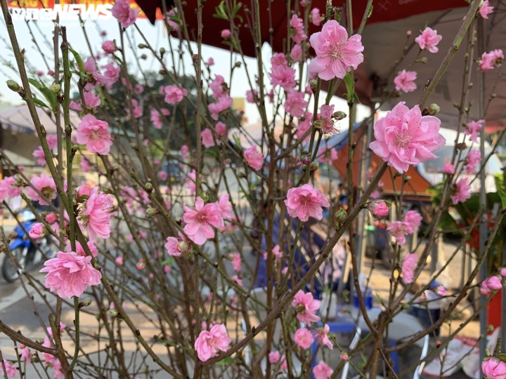 Đào Nhật Tân lần đầu xuống phố Hà Nội, chợ hoa Quảng Bá rực sắc xuân - 3
