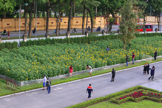 hoang thanh thang long ngap sac hoa mat troi