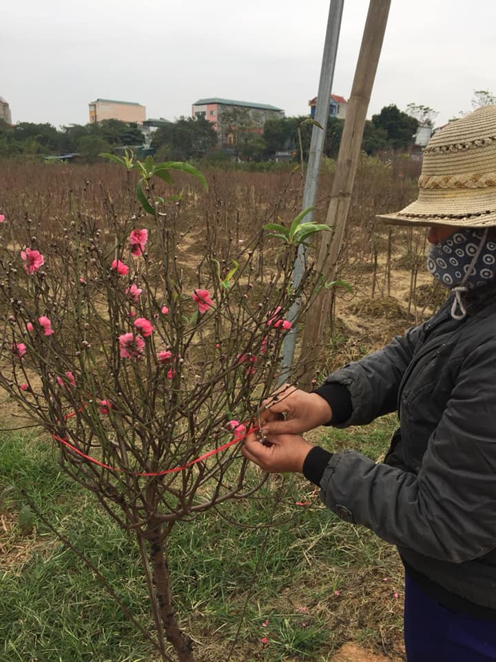 chua tet hoa dao da chay hang vi khach muon choi som