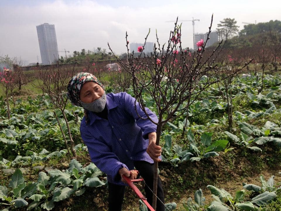 chua tet hoa dao da chay hang vi khach muon choi som