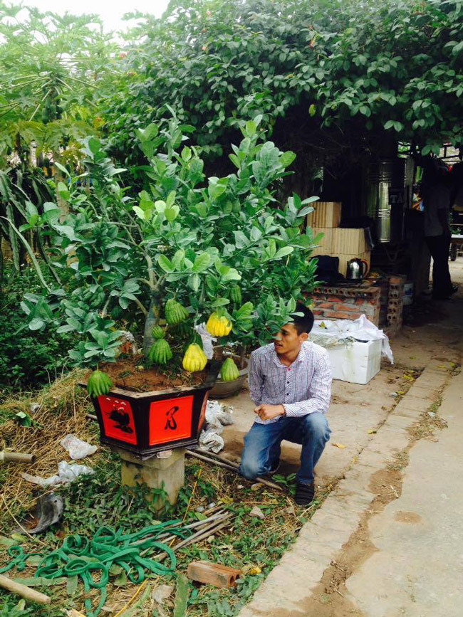 can canh vuon phat thu mini kiem tram trieu dip tet cua nong dan ha noi