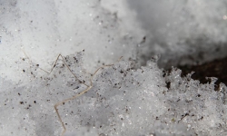 vi khuan an kim loai doc hai va thai ra vang