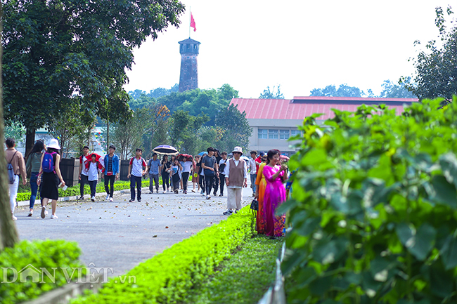 anh vuon hoa huong duong doc nhat vo nhi o hoang thanh thang long