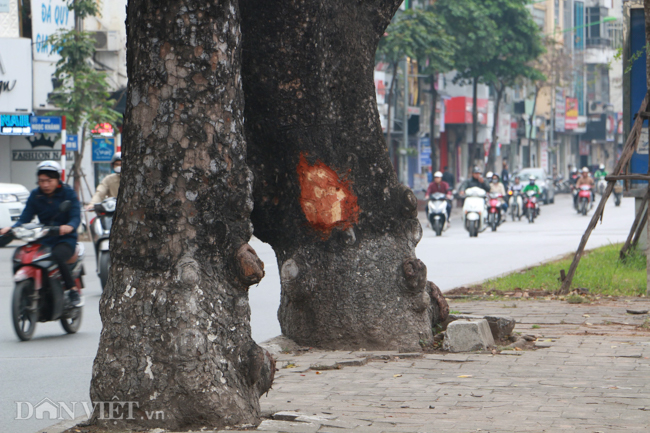 anh nhieu cay xa cu bi lot vo giua pho ha noi