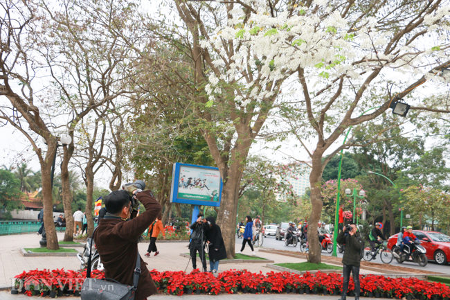 anh thang 3 mua hoa sua no trang troi ha noi