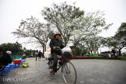 nguoi dan ong vinh phuc bien cay duoi tan bong lon xon thanh cay tien ty van nguoi me