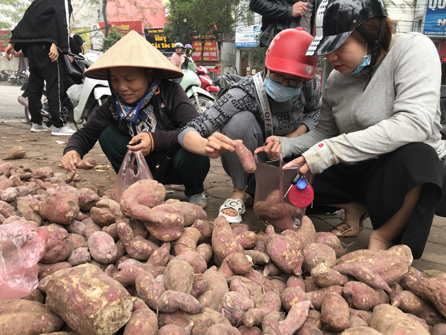 nguoi ha noi tieu thu hang tram tan khoai lang nhat chi trong vai ngay