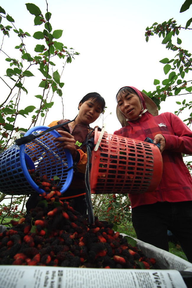 cung loai cay trong lay la vat va it tien chuyen trong lay qua kiem bon tien