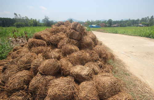 vung que bien phe thai rom ra thanh tien