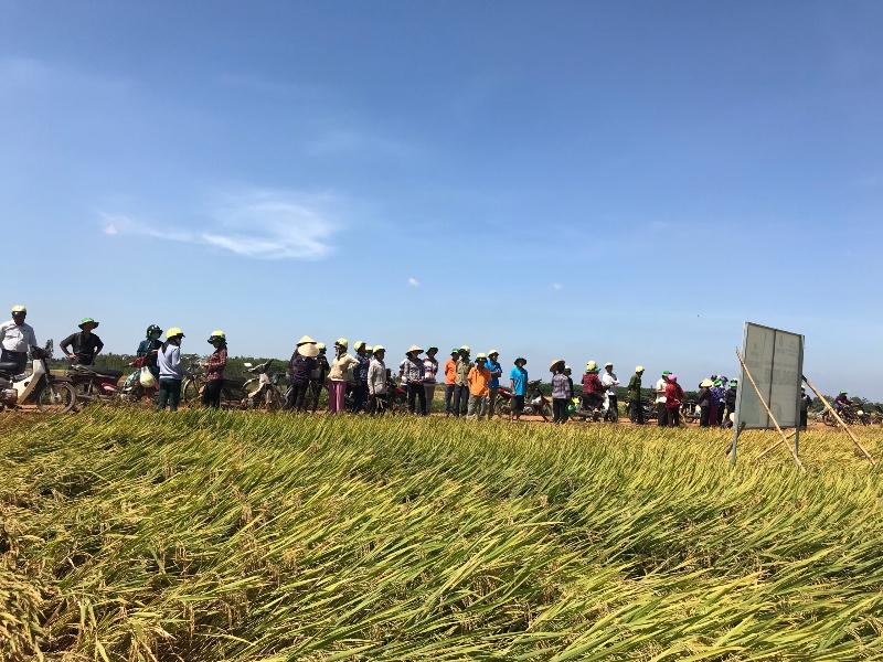 bo san pham dam ca mau hieu qua tot tren cay lua tai cam my dong nai