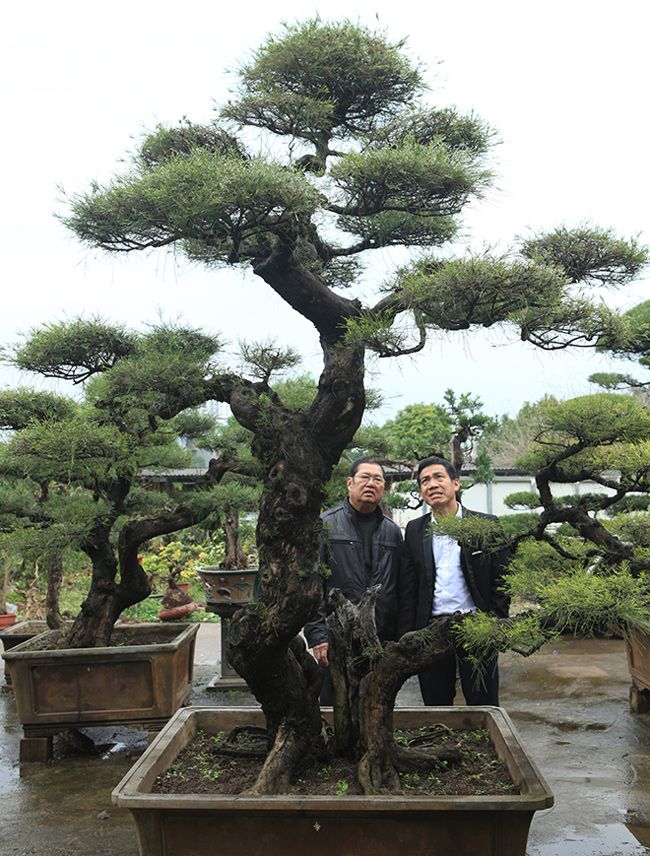 ra tay giai cuu hang chuc cu cay nguoi dan ong co ngay vuon bonsai trieu do