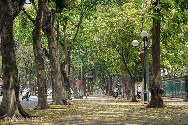 anh mua la sau nhuom vang tren con duong lang man nhat ha noi 169647