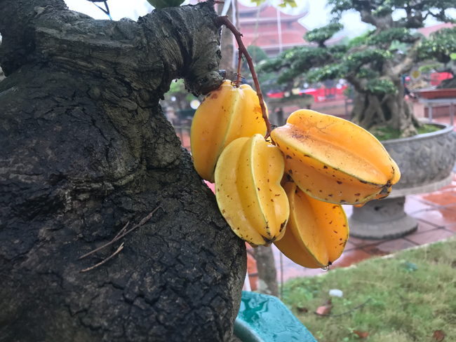 tra hang tram trieu dong de mua cay khe be teo chu nhan van quyet tu choi