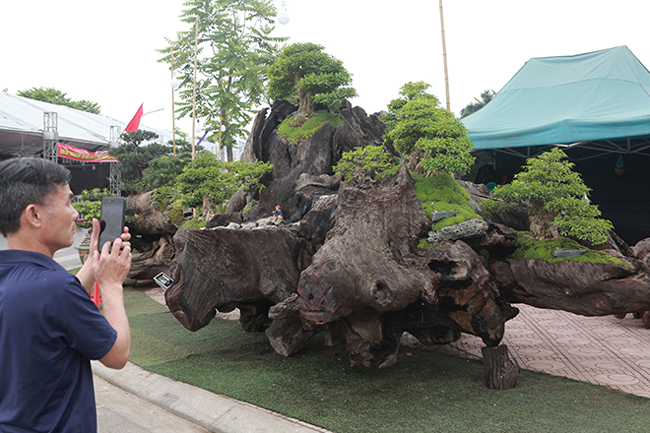 cho mai chieu thuy no hoa trang tinh tren khuc go den si chu nhan ra gia tien ty