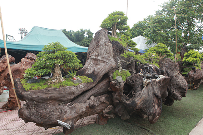 cho mai chieu thuy no hoa trang tinh tren khuc go den si chu nhan ra gia tien ty