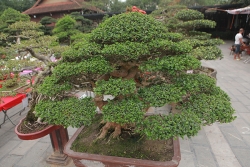 choang ngop vuon bonsai nhat tien ty giua dat bac giang