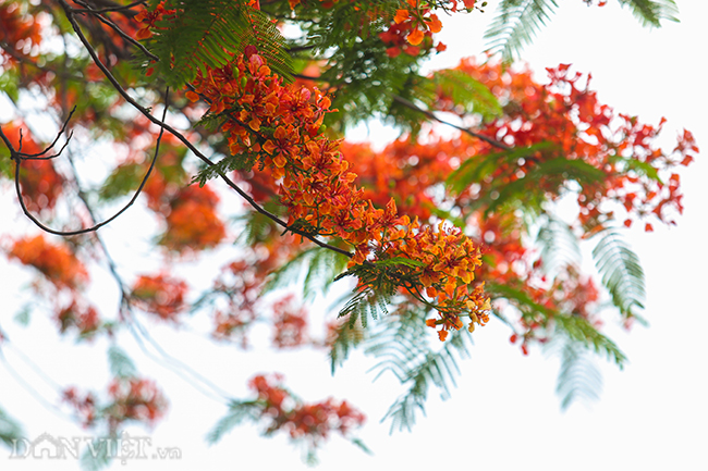 anh hoa phuong no do ruc thu do bao hieu mua he ve