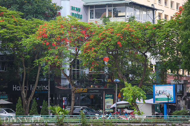 anh hoa phuong no do ruc thu do bao hieu mua he ve