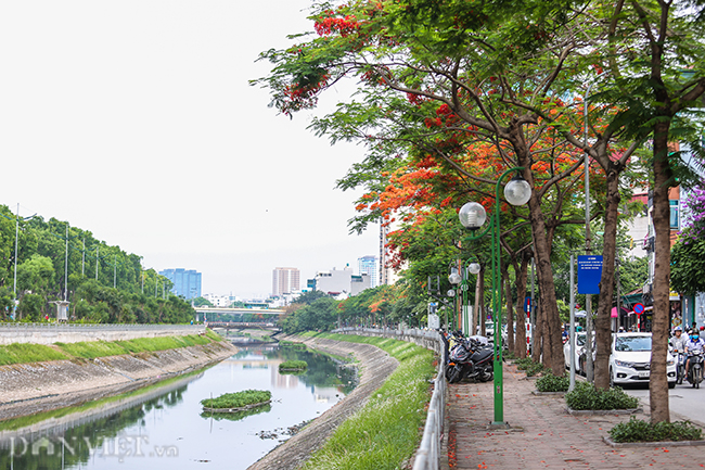 anh hoa phuong no do ruc thu do bao hieu mua he ve