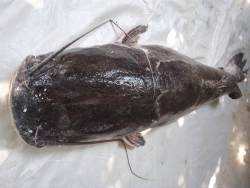 quang tri ho tro thu tuc phap ly giai quyet 1000 tan ca kho