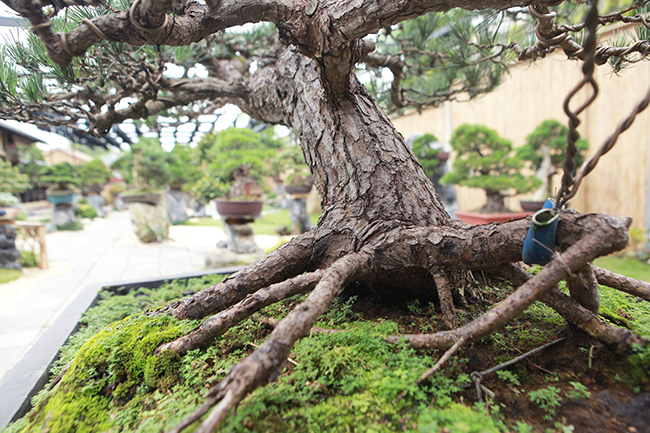 doanh nhan viet chi tien ty mua vua bonsai tu nhat ve ngam