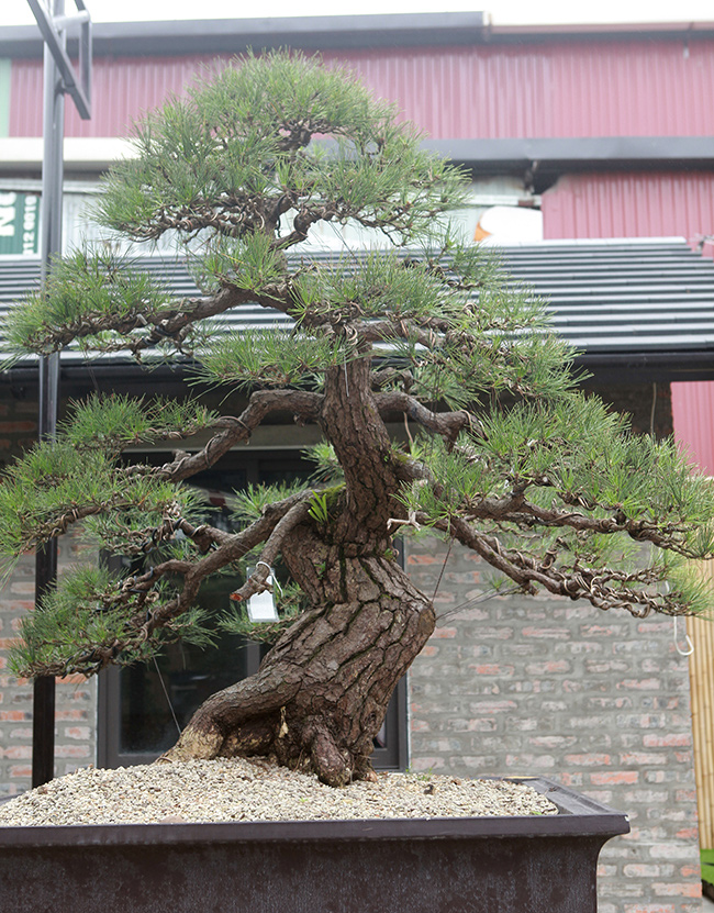 doanh nhan viet chi tien ty mua vua bonsai tu nhat ve ngam