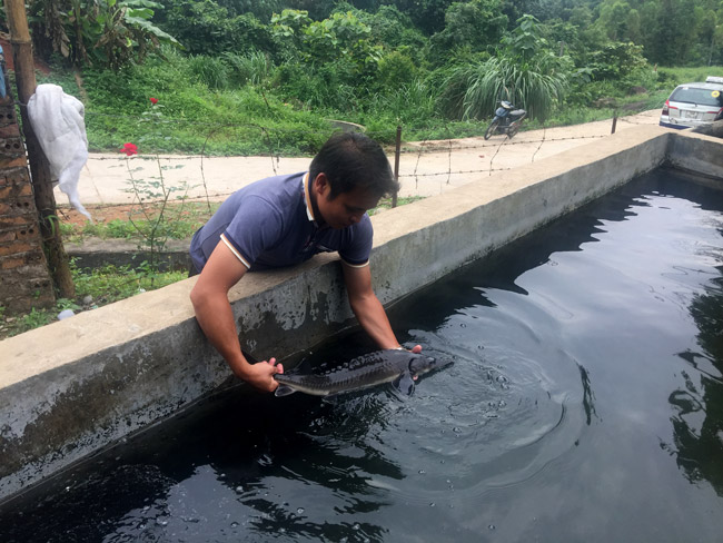 nuoi ca quy toc trong ao bac thang moi kg ca dut tui 200000 dong