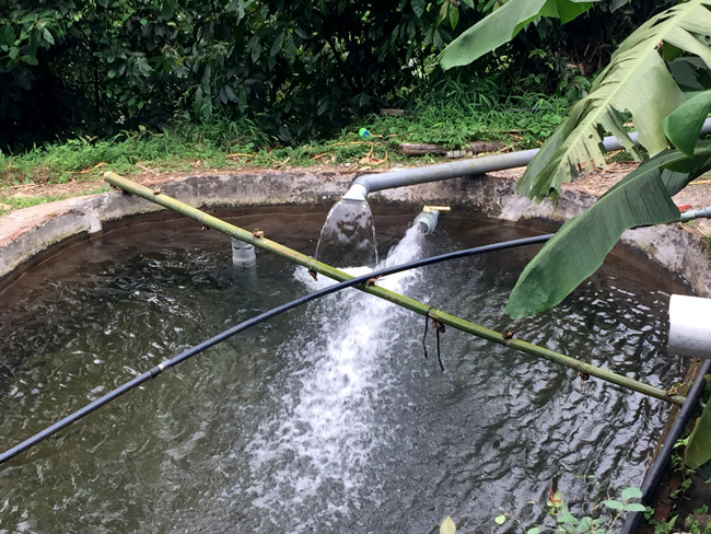 nuoi ca quy toc trong ao bac thang moi kg ca dut tui 200000 dong