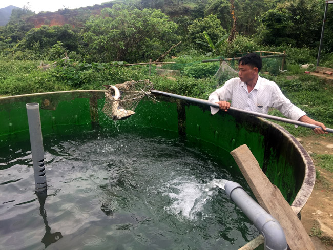 nuoi ca quy toc trong ao bac thang moi kg ca dut tui 200000 dong