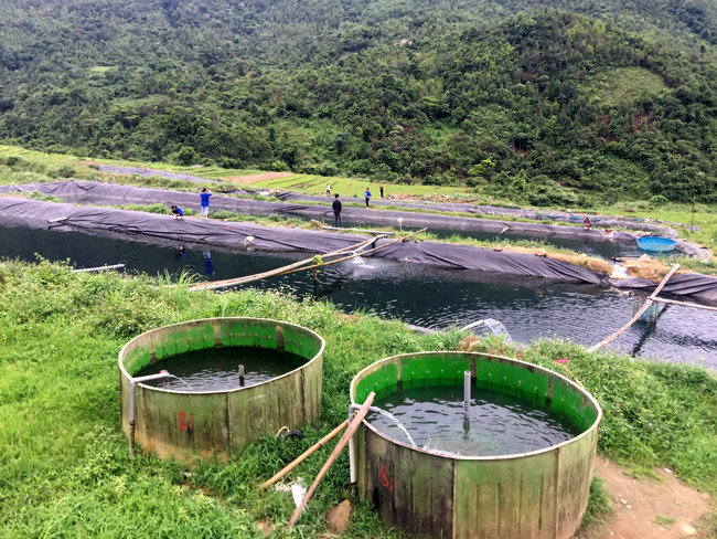 nuoi ca quy toc trong ao bac thang moi kg ca dut tui 200000 dong