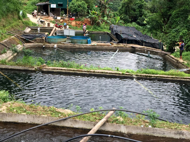 nuoi ca quy toc trong ao bac thang moi kg ca dut tui 200000 dong