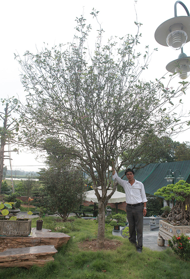 doi moc huong nhin nhu cay dai lai dat khong tuong