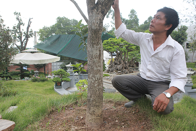 doi moc huong nhin nhu cay dai lai dat khong tuong