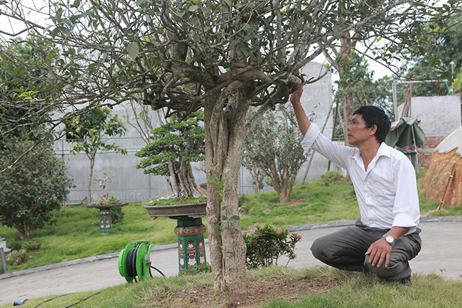 doi moc huong nhin nhu cay dai lai dat khong tuong