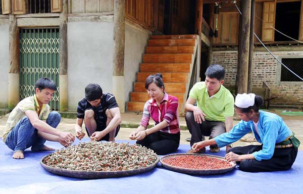 lam giau o nong thon mot cay doi doi cachi vang