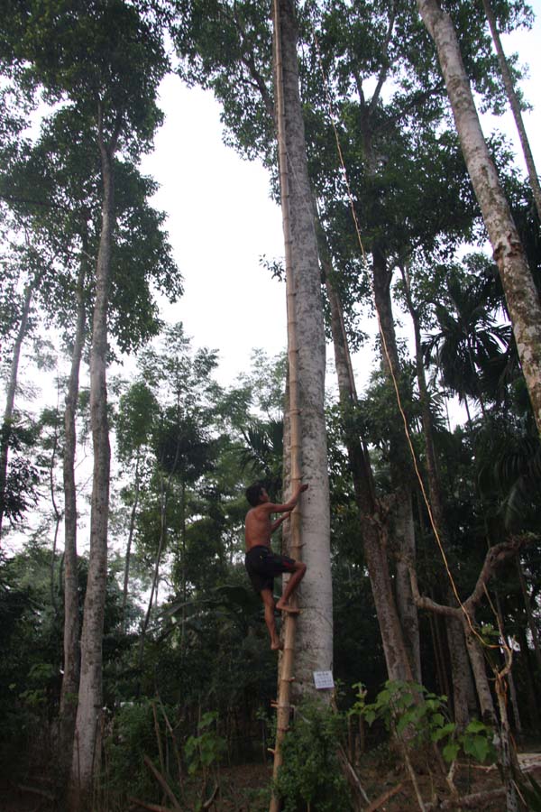 lam giau o nong thon mot cay doi doi cachi vang