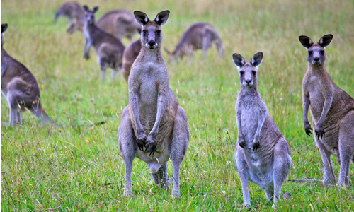 australia keu goi nguoi dan an thit kangaroo