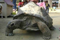 Rùa khổng lồ hai lần 'vượt ngục' ở sở thú Nhật Bản