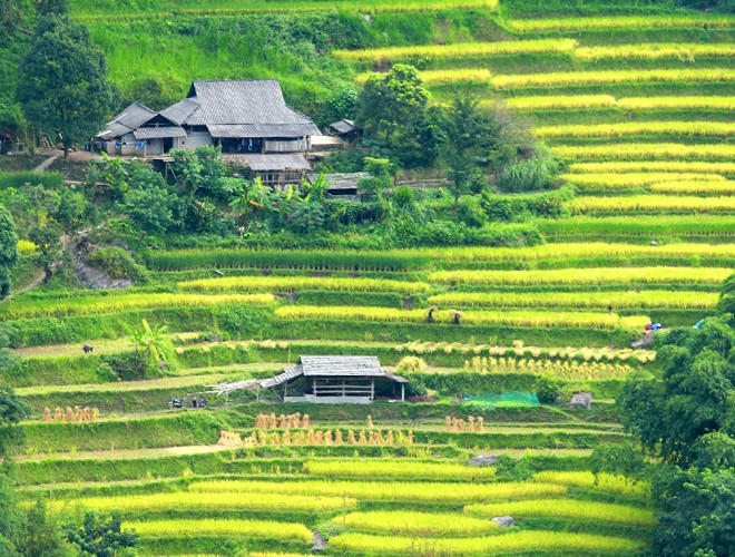 dong bao thu hoach vang o hoang su phi