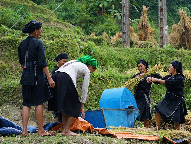 dong bao thu hoach vang o hoang su phi