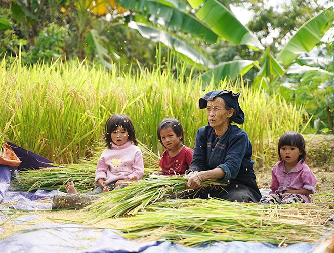 dong bao thu hoach vang o hoang su phi