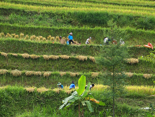 dong bao thu hoach vang o hoang su phi